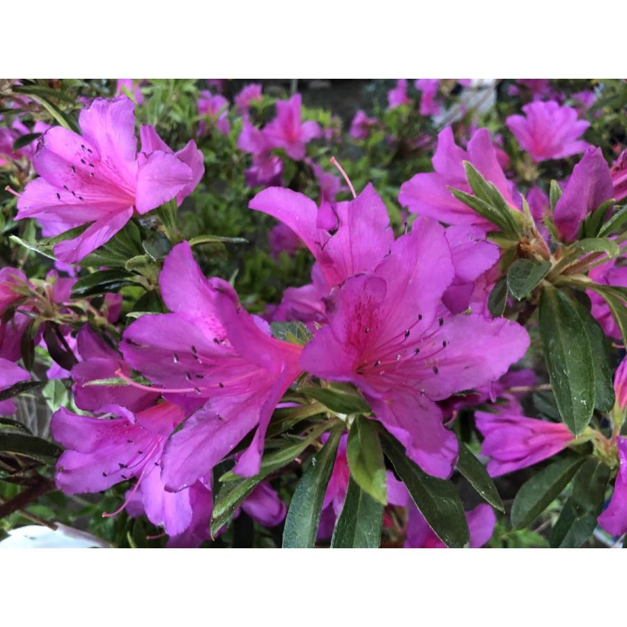 平戸ツツジ 大紫 株立ち 約1.4m 現品発送 特大株 植木苗木大苗 