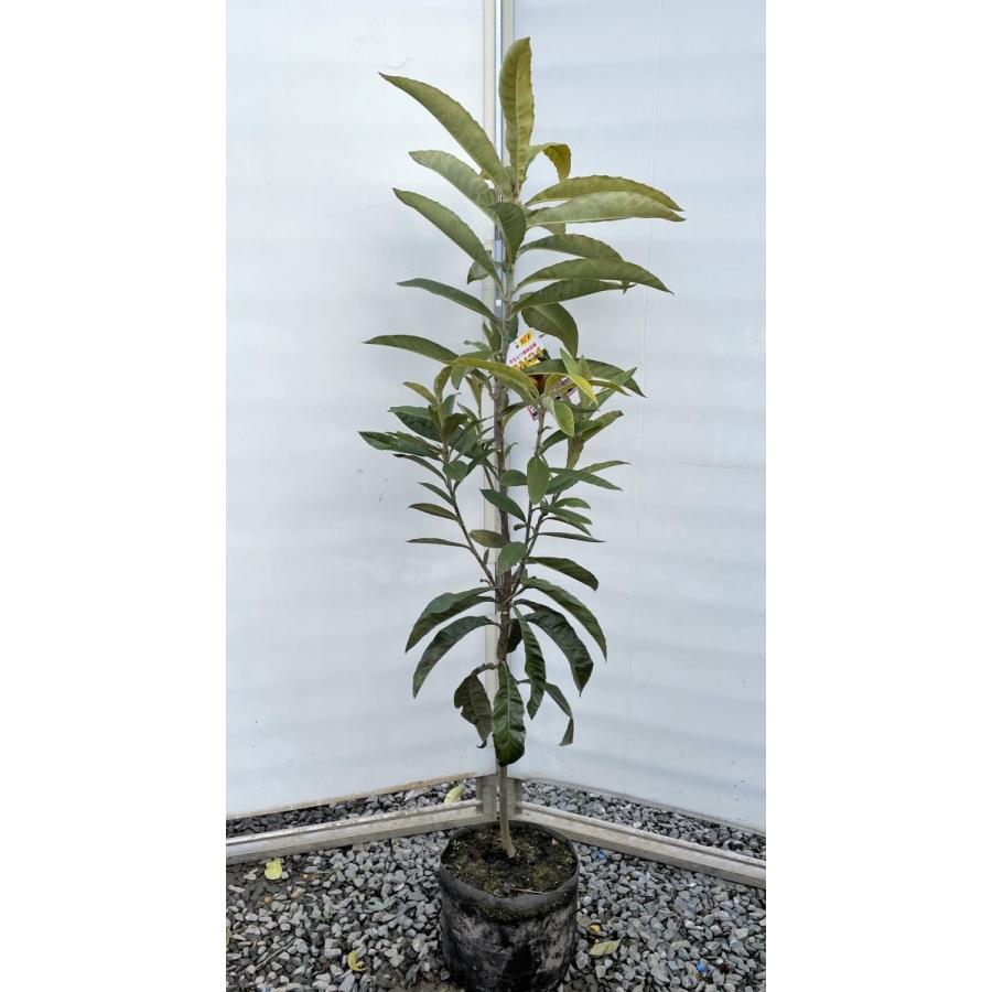 種苗登録ビワの木　BN21号　約1.4ｍ　現品発送　特大植木苗木　大苗果樹　大実琵琶の木　早生ビワ　送料無料(12337円)
