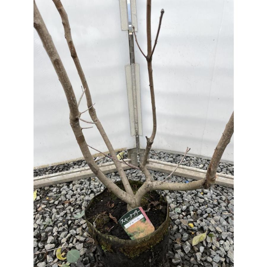 スモークツリー　フレーム　株立ち　約1.9ｍ　現品発送　特大株　植木苗木大苗　ケムリノキ　ケムリの木　煙の木　送料無料 
