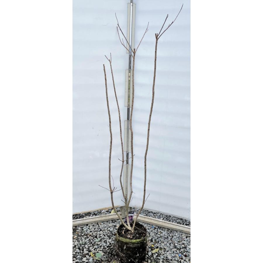 紫葉スモークツリー　ルブリフォリウス　株立ち　約1.6ｍ　現品発送　特大株　植木苗木大苗　ケムリノキ　ケムリの木　煙の木　送料無料
