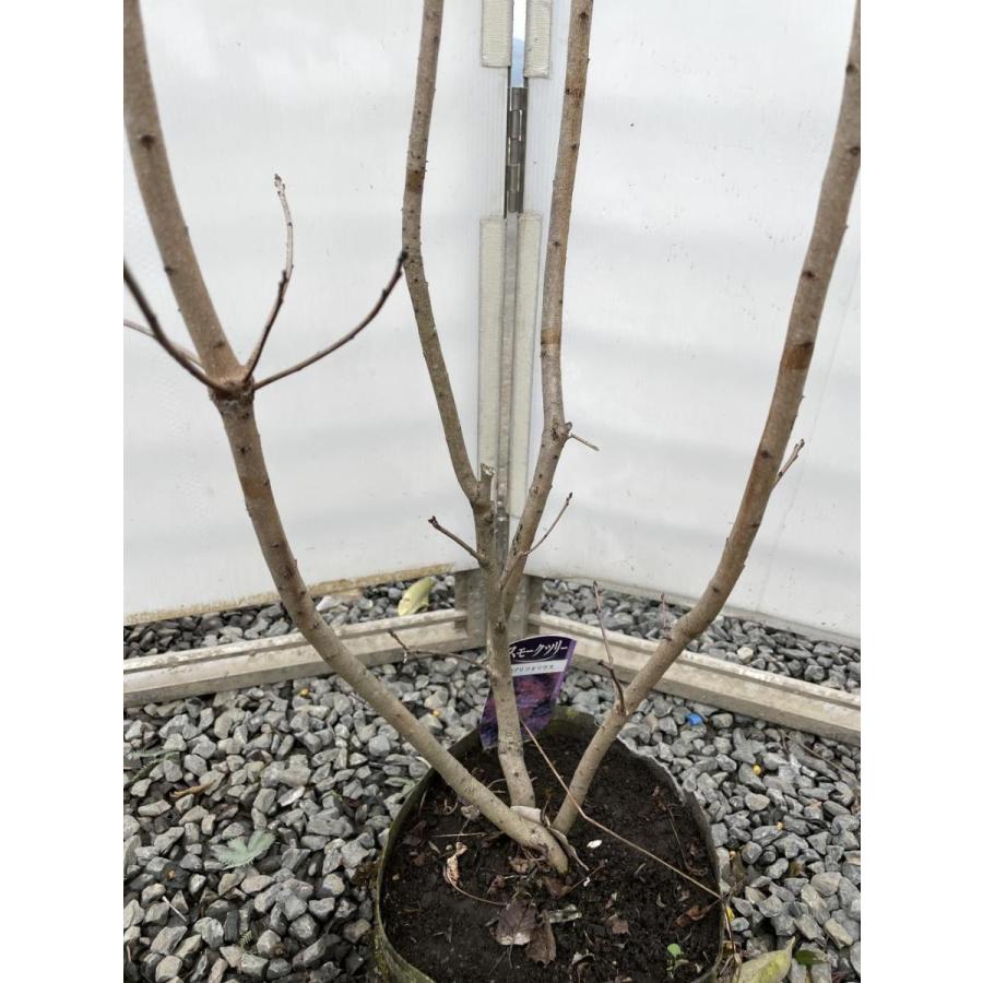 紫葉スモークツリー　ルブリフォリウス　株立ち　約1.6ｍ　現品発送　特大株　植木苗木大苗　ケムリノキ　ケムリの木　煙の木　送料無料 