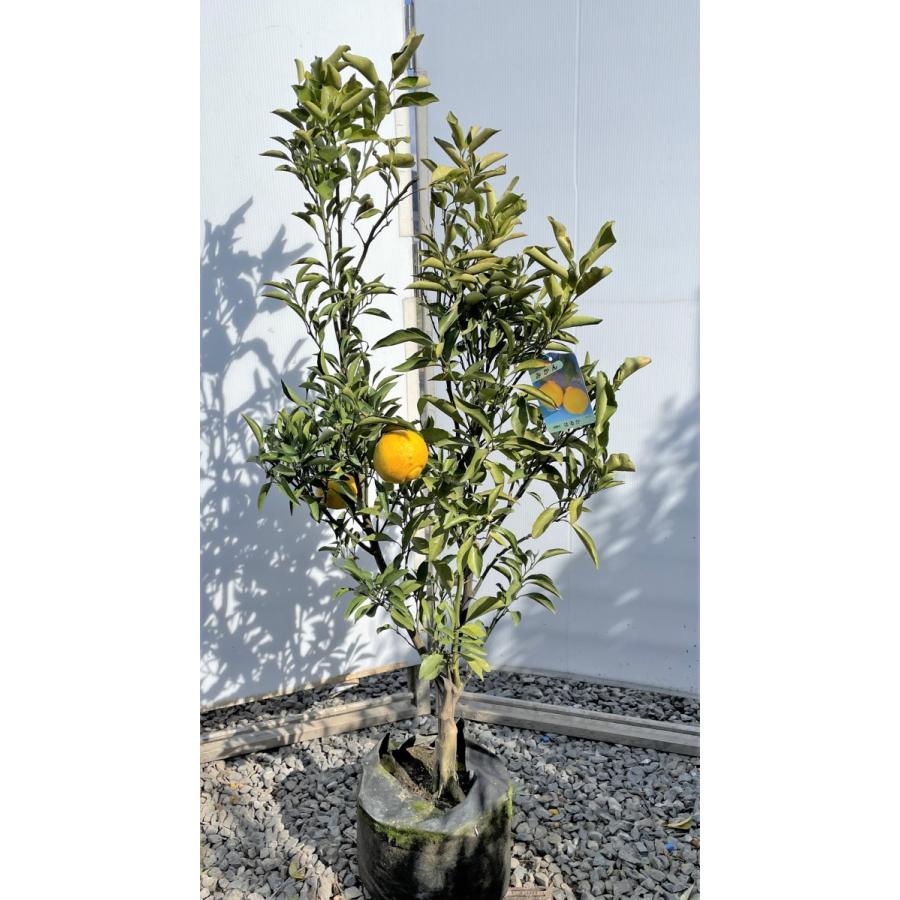 みかんの木　はるか　約1.3ｍ　現品発送　特大株　植木苗木　蜜柑の木　果樹　ミカンの苗木　送料無料 みかんの木　はるか　約1.3ｍ　現品発送　特大株　植木苗木　蜜柑の木　果樹　ミカンの苗木　送料無料 TMF1079262683(10270円)