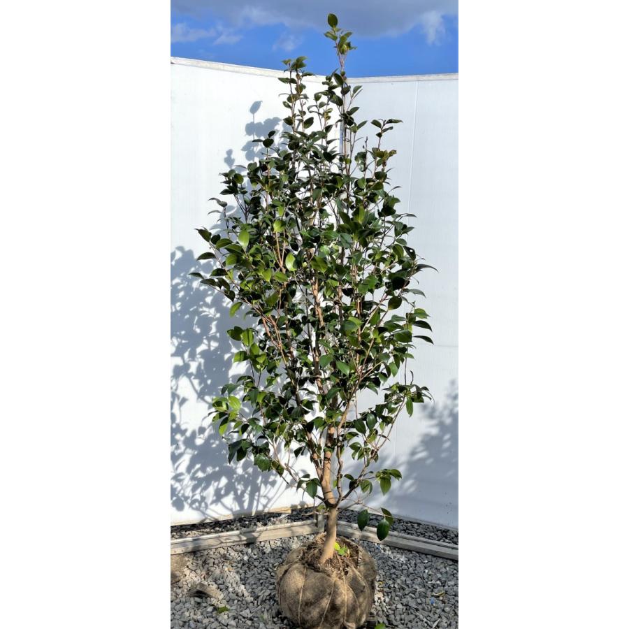 椿の木 ヤブツバキ 約２ｍ 現品発送 特大株 藪椿 赤花ツバキ 植木苗木大苗 常緑樹 送料無料 yabutubaki18 大福樹苗園 通販 Yahoo ショッピング