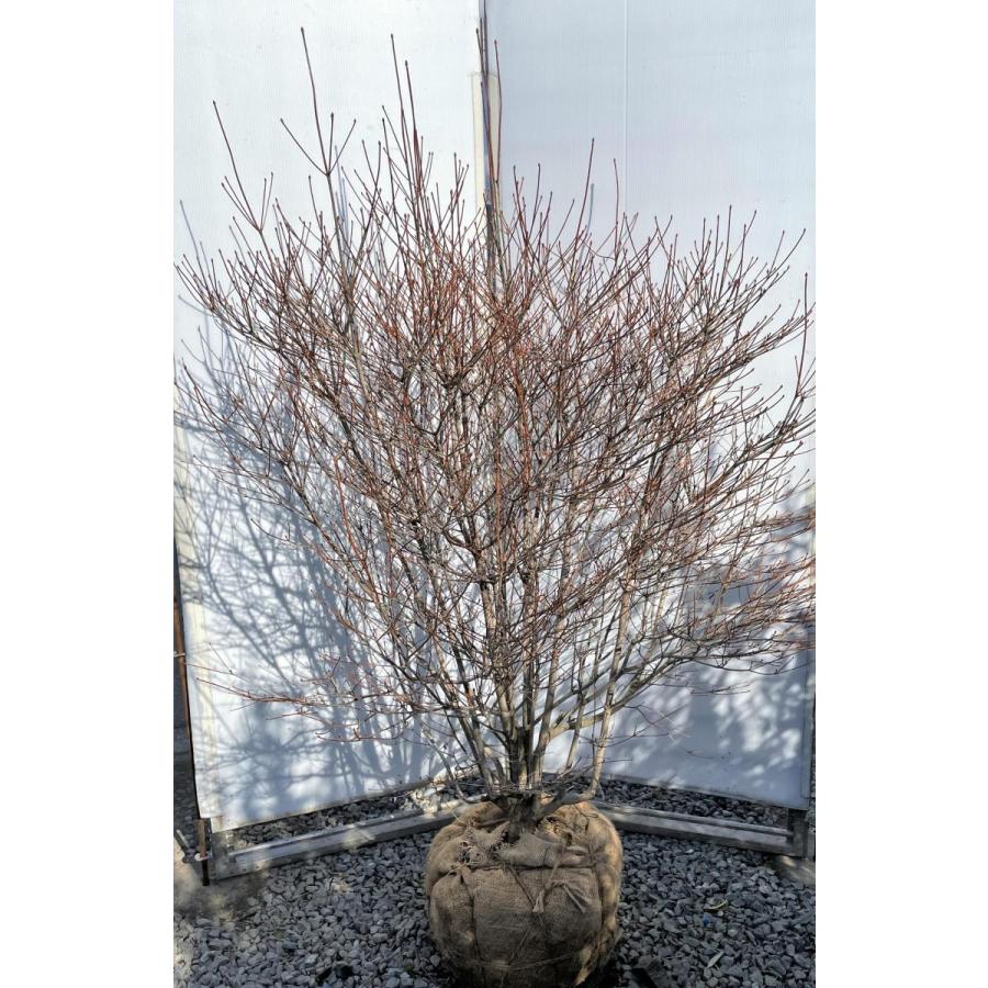 白花　ドウダンツツジ　約1.7m　一点物　豪華株　特大植木苗木大苗　希少な白花　白ドウダン躑躅　送料無料