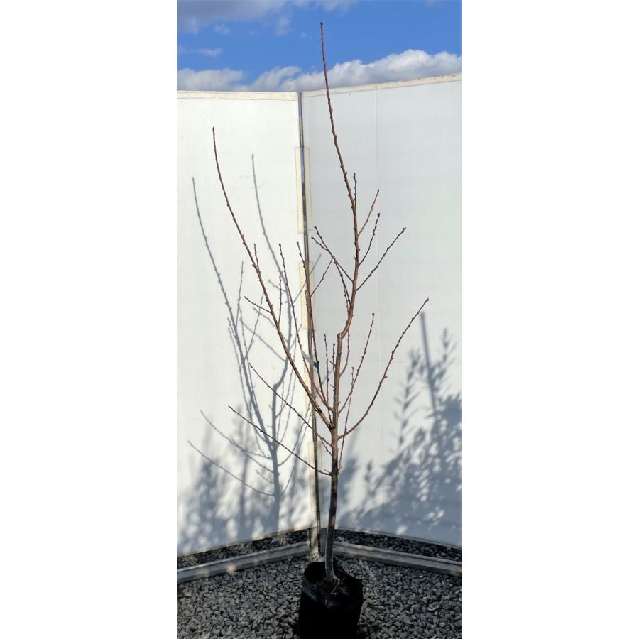 桃の木　花嫁　約2.1ｍ　現品発送　特大株　特大植木苗木　ハナヨメ　極早生品種　果樹　送料無料