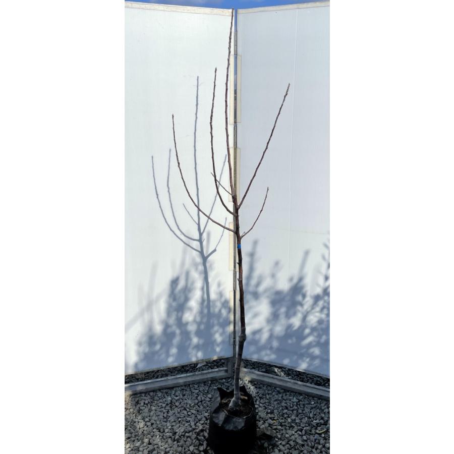 リンゴの木　ふじリンゴ　約1.9ｍ　現品発送　特大株　特大植木苗木大苗　果樹　送料無料(12987円)