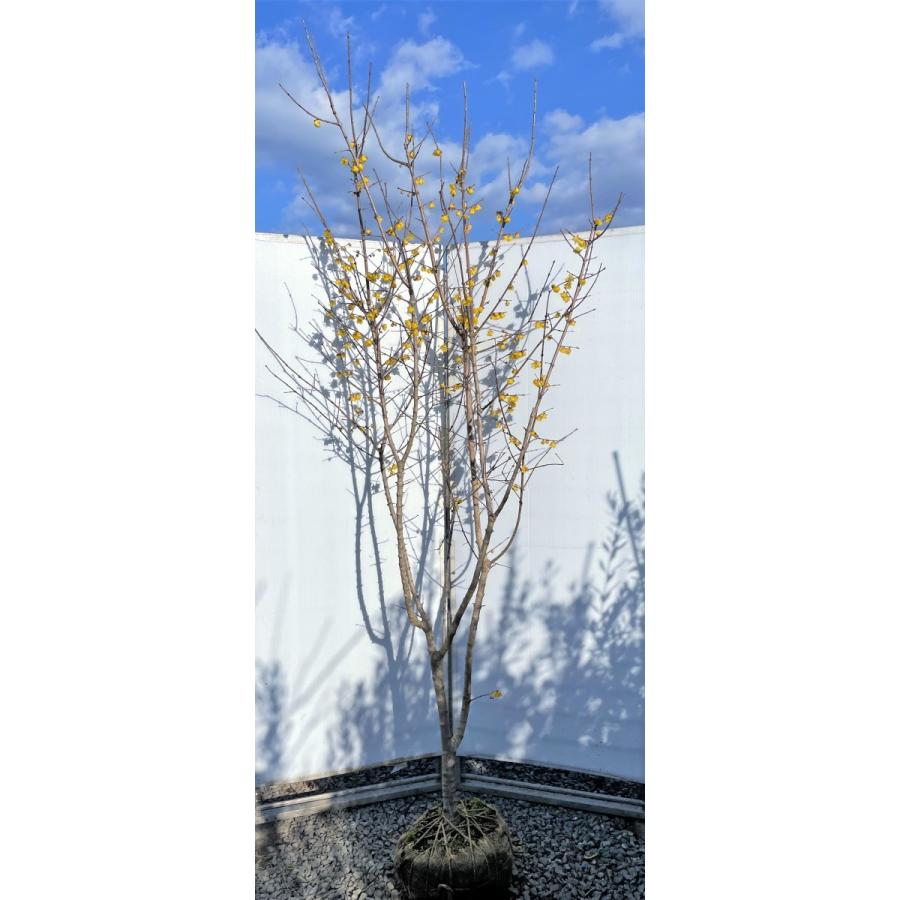満月蝋梅 満月ロウバイ 株立ち風 約2.5m 現品発送 超特大株 植木苗木