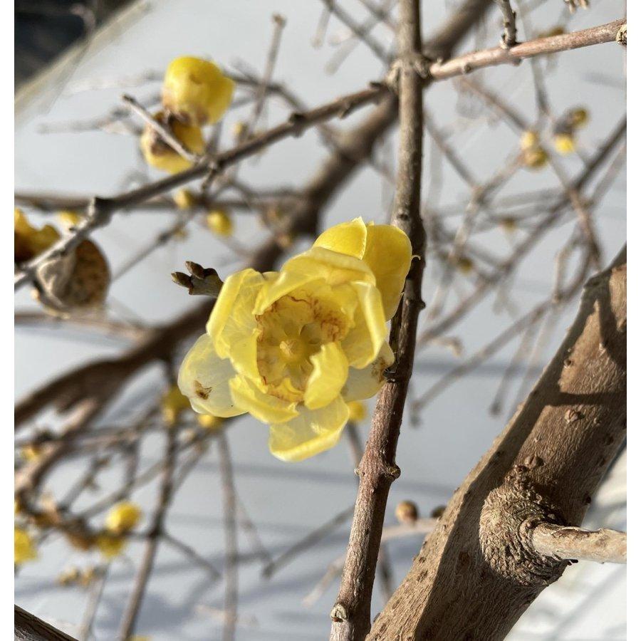 満月蝋梅 満月ロウバイ 株立ち風 約2.5m 現品発送 超特大株 植木苗木