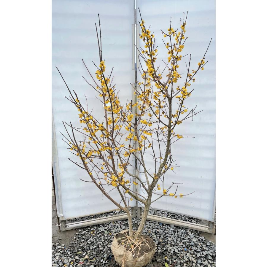 満月蝋梅　満月ロウバイ　株立ち　約1.8m　現品発送　豪華株　特大植木苗木大苗　冬に咲く花　落葉樹　送料無料