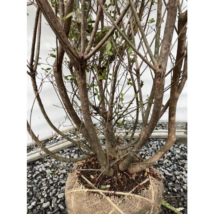 本霧島ツツジ　株立ち　約1.8ｍ　現品発送　超特大株　植木苗木大苗　ホンキリシマ　本キリシマ　常緑樹　送料無料 