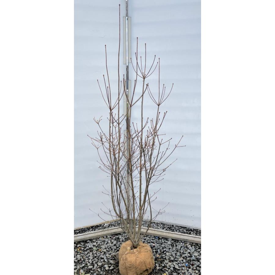 更紗ドウダンツツジ サラサドウダン 株立ち 約1.7m 現品発送 特大植木