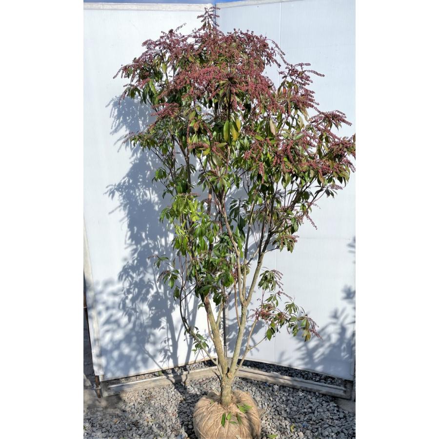 アセビ苗木 赤 超大株 アセビ苗木 赤 超大株