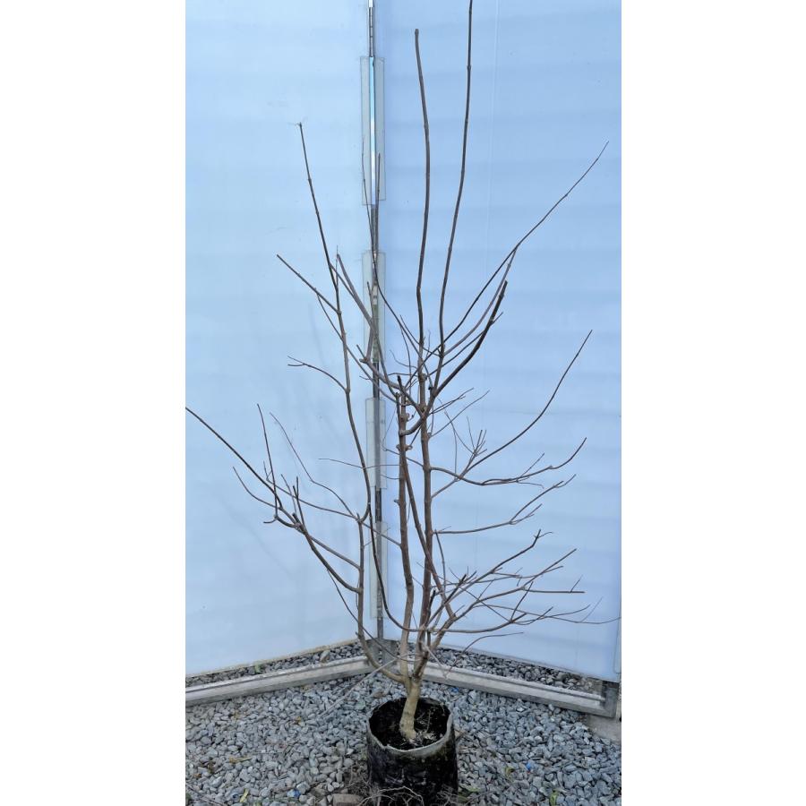 西洋ニンジンボク　株立ち　約1.7ｍ　現品発送　特大株　植木苗木大苗　紫花　セイヨウニンジンボク　落葉樹　送料無料