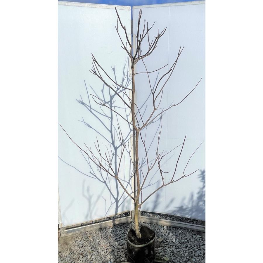 西洋ニンジンボク　約1.8ｍ　現品発送　特大株　植木苗木大苗　紫花　セイヨウニンジンボク　落葉樹　送料無料 