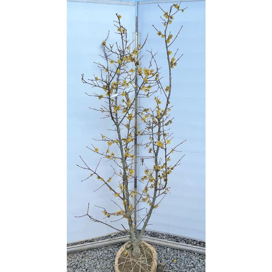 満月蝋梅　満月ロウバイ　株立ち　約1.9m　現品発送　特大株　植木苗木大苗　冬に咲く花　落葉樹　送料無料