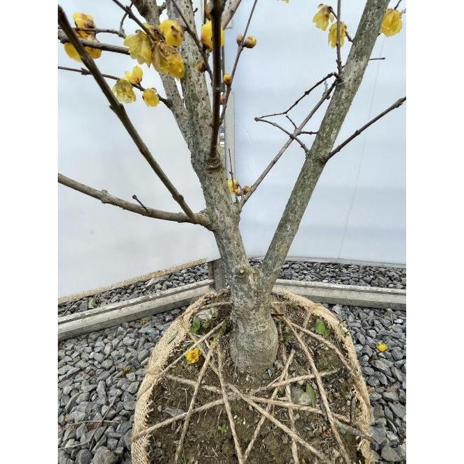 満月蝋梅　満月ロウバイ　株立ち　約1.9m　現品発送　特大株　植木苗木大苗　冬に咲く花　落葉樹　送料無料 　約1