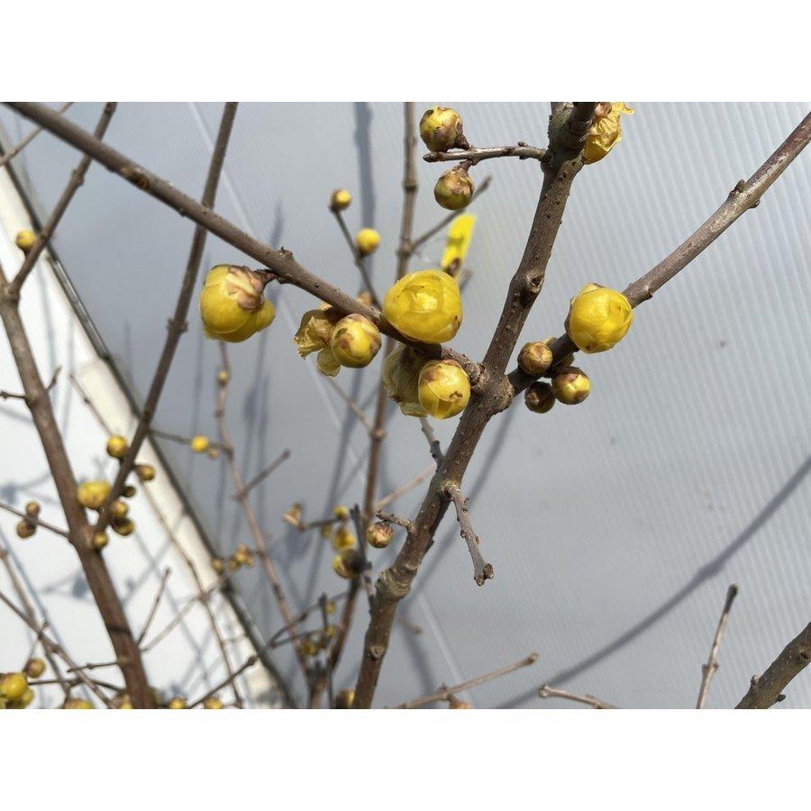 満月蝋梅　満月ロウバイ　株立ち　約1.9m　現品発送　特大株　植木苗木大苗　冬に咲く花　落葉樹　送料無料 　約1