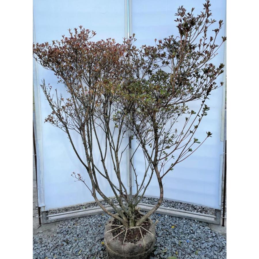本霧島ツツジ 6本株立ち 約1.6m 現品発送 豪華株 特大植木苗木大苗