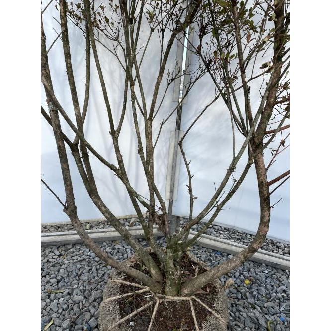 本霧島ツツジ 6本株立ち 約1.6m 現品発送 豪華株 特大植木苗木大苗