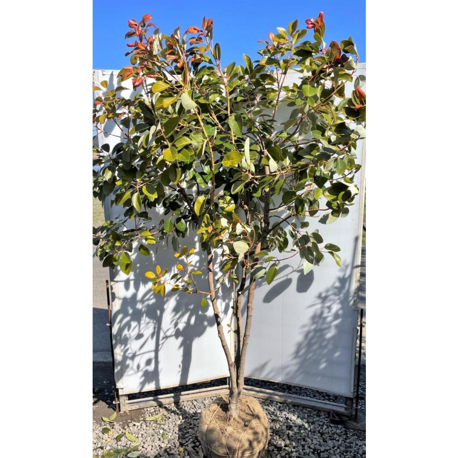 ロドレイアの木 株立ち 約2m 現品発送 特大株 植木苗木大苗
