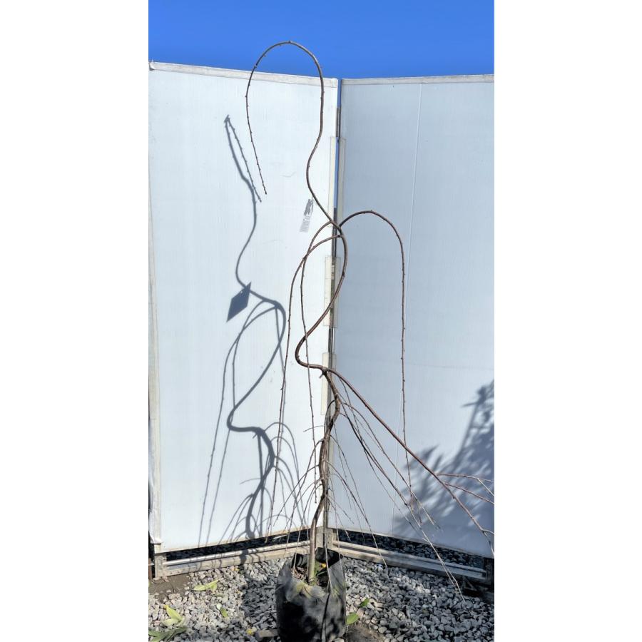 しだれ富士桜　約２ｍ　現品発送　美樹形株　２色咲きに見えるしだれ桜　特大植木苗木　富士しだれ桜　送料無料