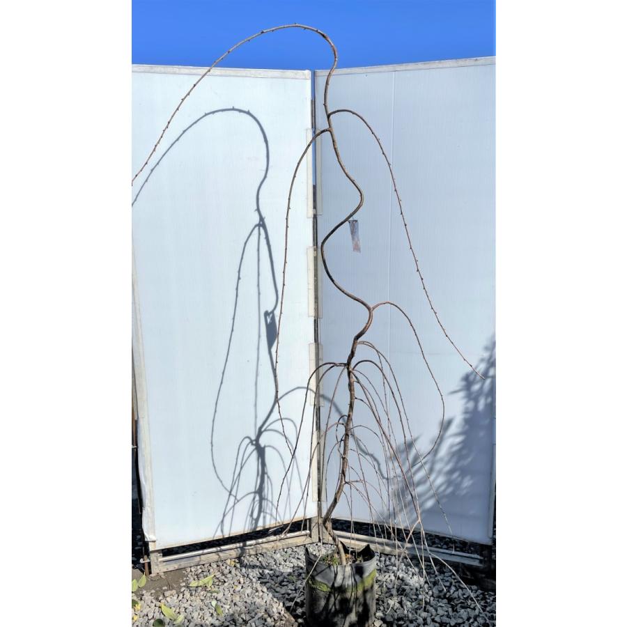 しだれ富士桜　約２ｍ　現品発送　美樹形株　２色咲きに見えるしだれ桜　特大植木苗木　富士しだれ桜　送料無料