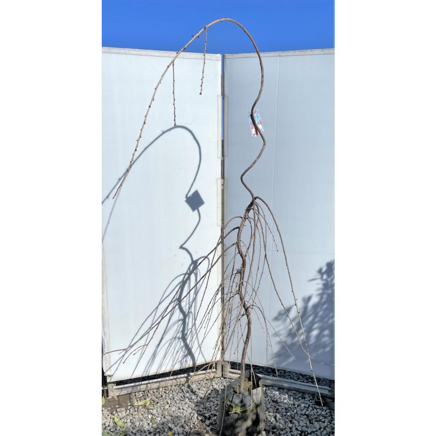 しだれ富士桜　約２ｍ　現品発送　美樹形株　２色咲きに見えるしだれ桜　特大植木苗木　富士しだれ桜　送料無料