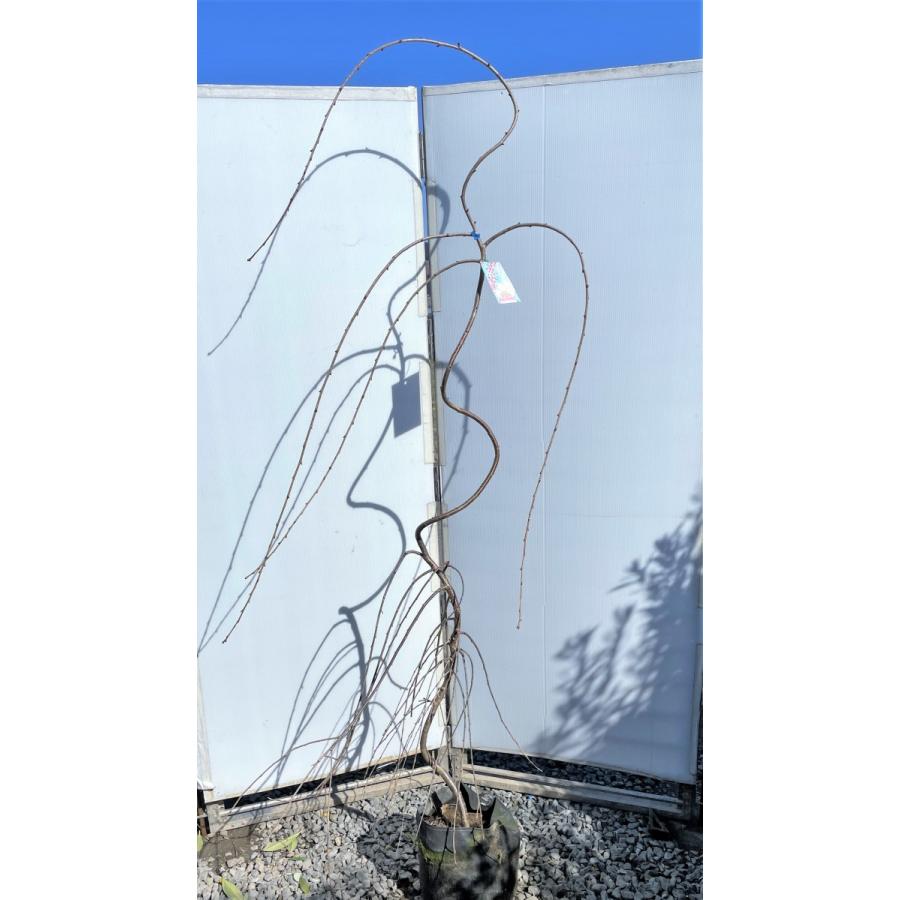 しだれ富士桜　約２ｍ　現品発送　美樹形株　２色咲きに見えるしだれ桜　特大植木苗木　富士しだれ桜　送料無料