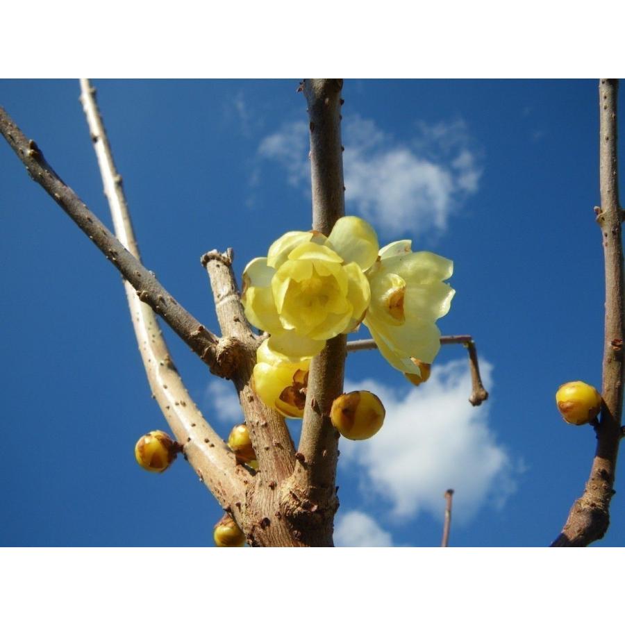 蝋梅 ロウバイ 9本株立ち 約1.8m 一点物 豪華株 現品発送 特大植木
