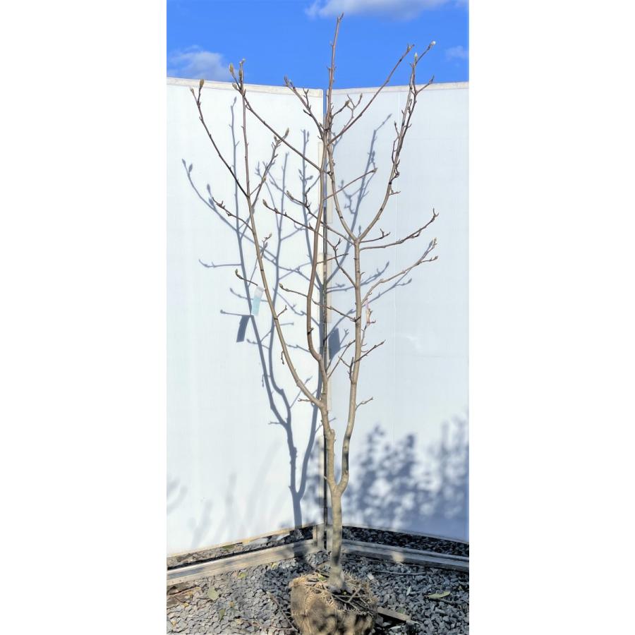 黄花モクレン エリザベス 約2m 現品発送 特大植木苗木 黄木蓮