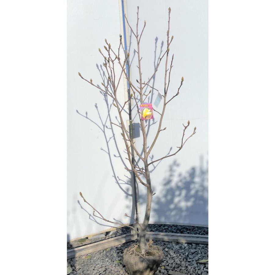黄花モクレン エリザベス 約1.7m 現品発送 特大植木苗木 黄木蓮 黄花モクレン エリザベス 約1.7m 現品発送 特大植木苗木 黄木蓮
