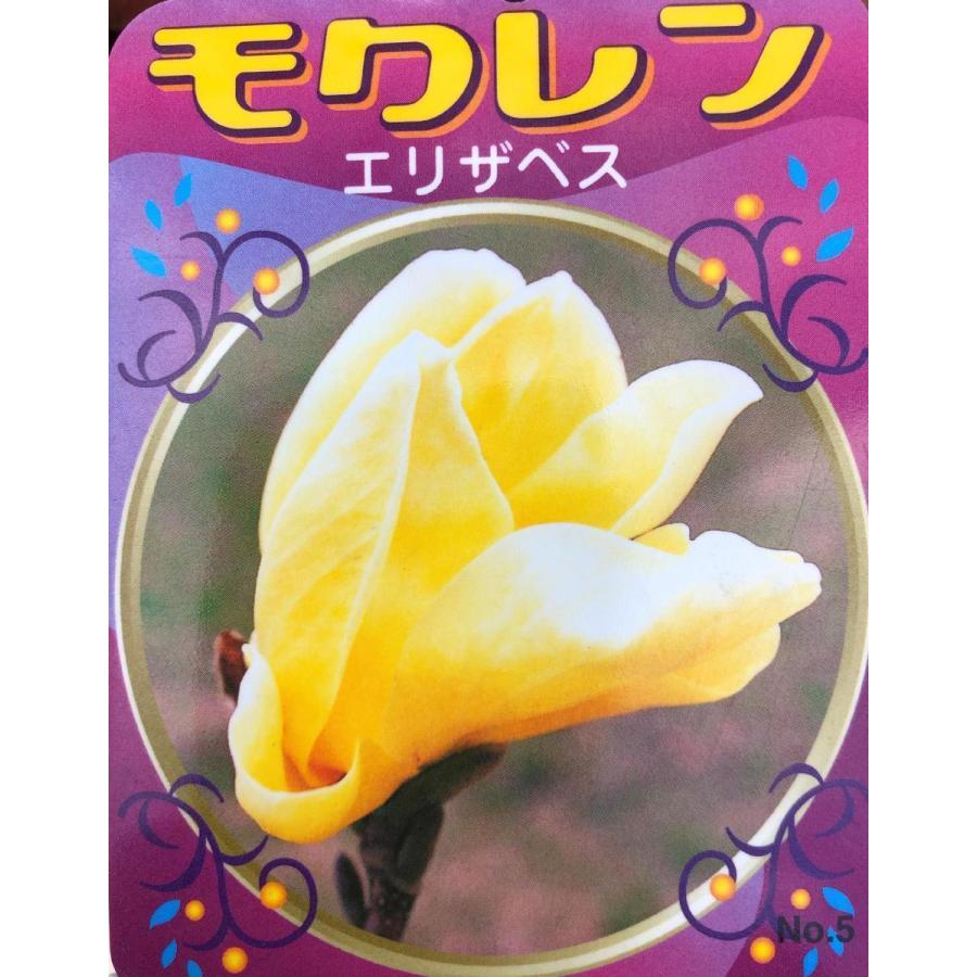 黄花モクレン エリザベス 約1.7m 現品発送 特大植木苗木 黄木蓮 黄花モクレン エリザベス 約1.7m 現品発送 特大植木苗木 黄木蓮