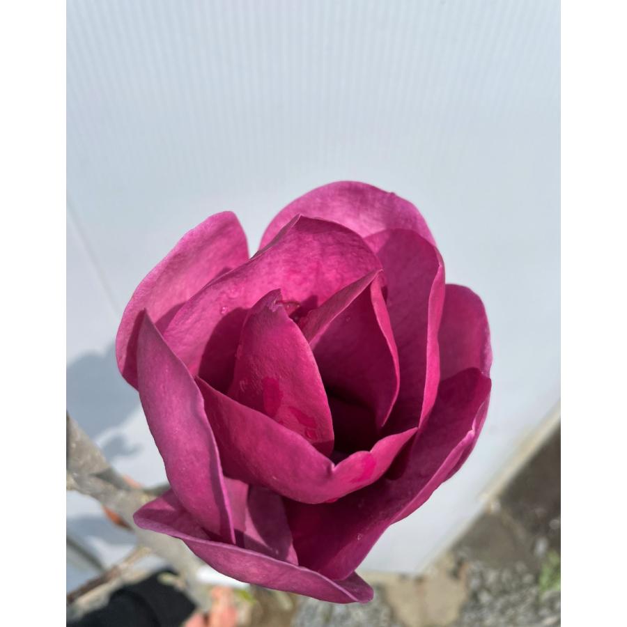 紅花モクレン ブラックチューリップ 約1.9m 現品発送 特大株 植木苗木
