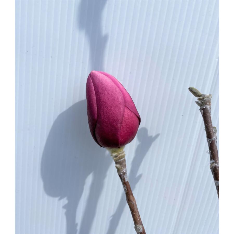 紅花モクレン ブラックチューリップ 約1.9m 現品発送 特大株 植木苗木
