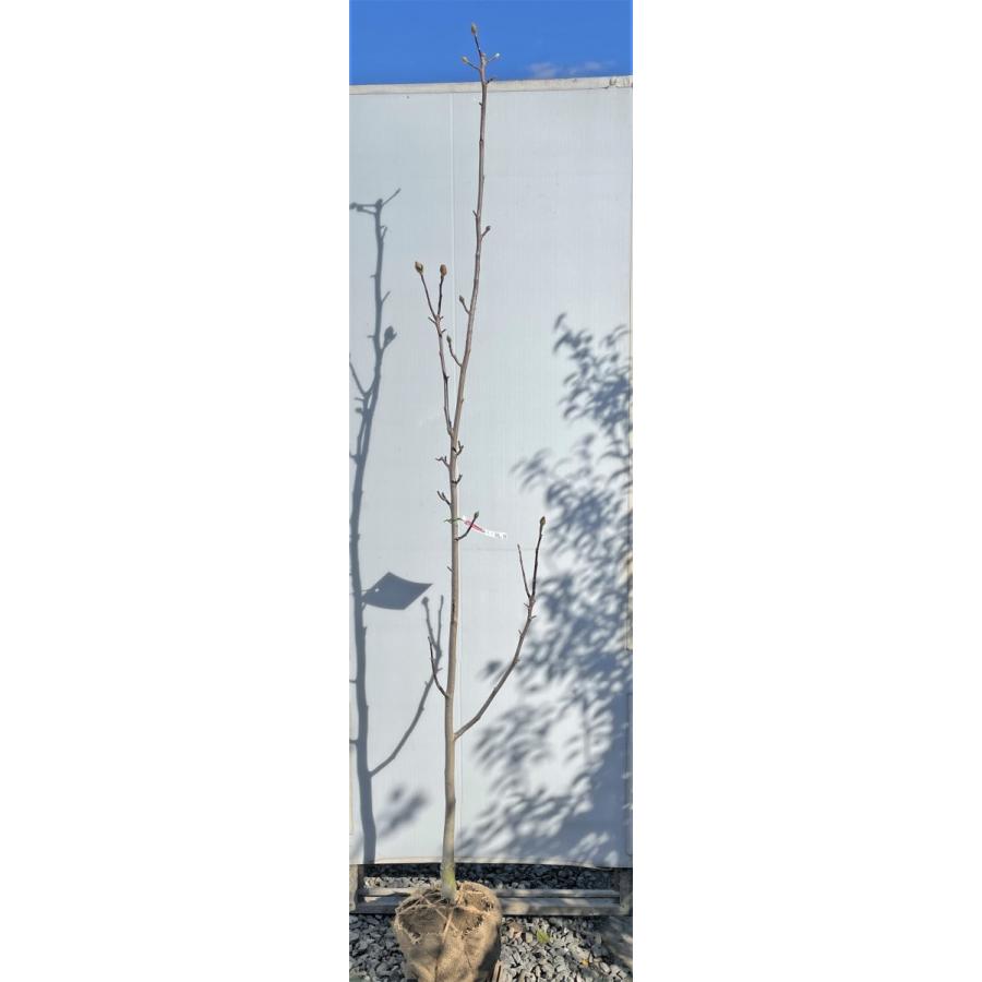 紅花モクレン　ブラックチューリップ　約２ｍ　現品発送　特大株　植木苗木大苗 　紫木蓮　マグノリア　送料無料