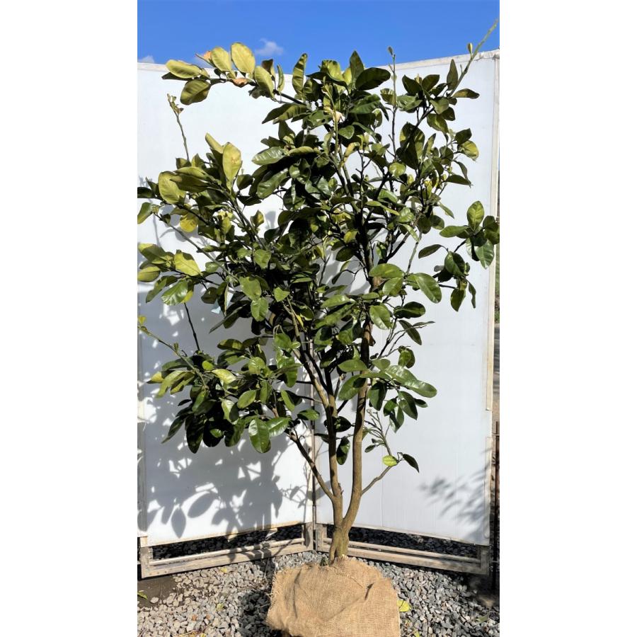 みかんの木　ザボン　晩白柚　約２ｍ　現品発送　超特大株　植木苗木大苗　バンペイユ　蜜柑の木　果樹　ミカンの苗木　送料無料