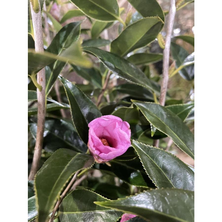 椿の木 太郎冠者 約1 7ｍ 現品発送 特大株 ピンク花ツバキ タロウカジャ 植木苗木大苗 常緑樹 送料無料 taroukajya1715 大福樹苗園 通販 Yahoo ショッピング