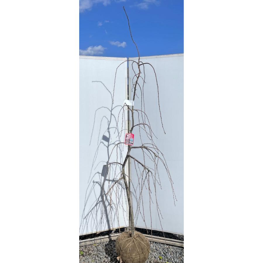 雨情しだれ桜　約2.2ｍ　現品発送　美樹形株　小花八重しだれ桜　特大植木苗木　うじょうしだれ桜　送料無料