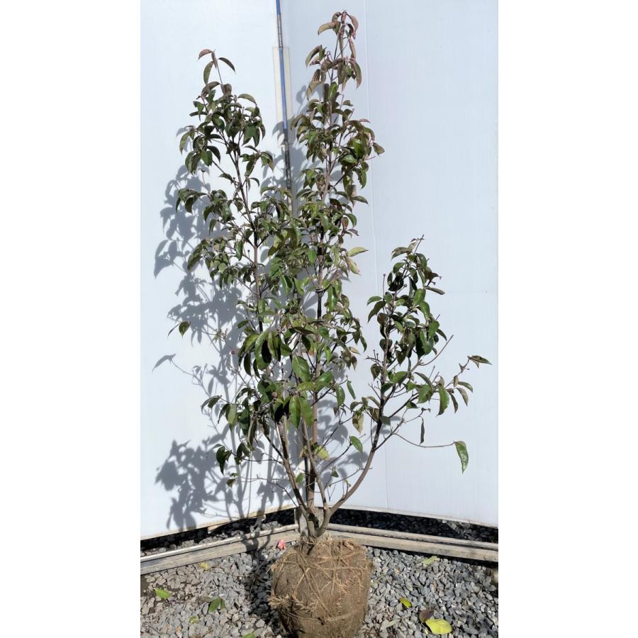 最適な価格 特大植木苗木大苗 現品発送 約1 8m 株立ち 月光 常緑ヤマボウシ ホンコンエンシス 送料無料 常緑樹 シンボルツリー 常緑樹 Portalcultura Net Br