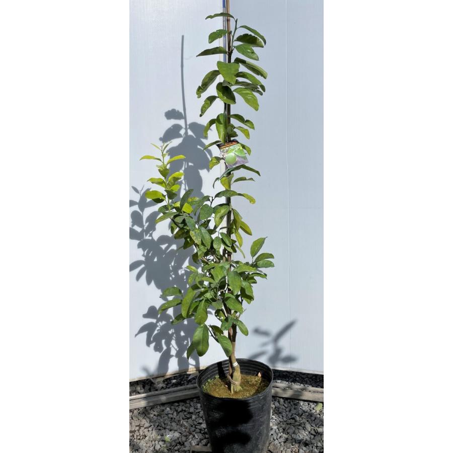種苗登録レモンの木　璃の香　約1.7ｍ　現品発送　一点物　特大株　植木苗木大苗　りのか　檸檬の木　常緑樹　鉢植えに　送料無料(14990円)