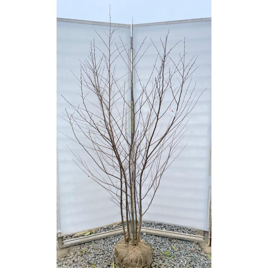 Offprice エゴの木 株立ち 約２m 現品発送 豪華株 特大株植木苗木大苗 エゴノキ シンボルツリー 落葉樹 送料無料 セール40 Off Www Jerad Org