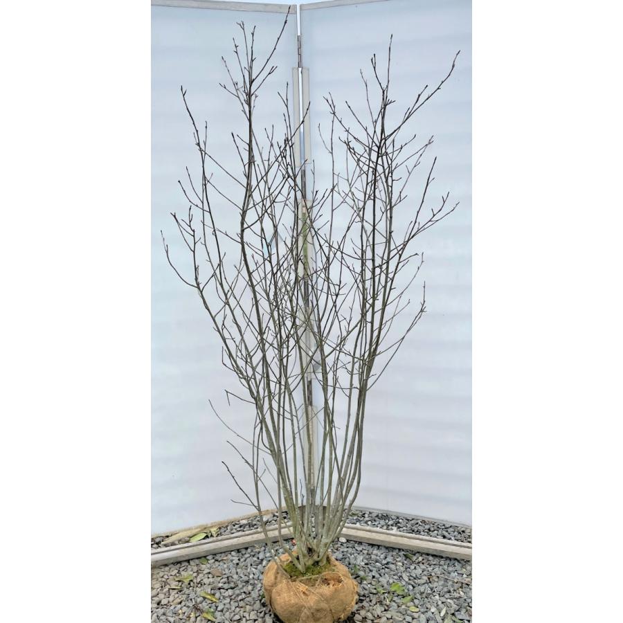 チョコレートベリー　15本株立ち　約1.8ｍ　一点物　豪華株　現品発送　大苗特大植木苗木　アロニア　チョコベリー　送料無料(11690円)