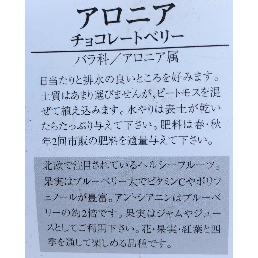 チョコレートベリー　15本株立ち　約1.8ｍ　一点物　豪華株　現品発送　大苗特大植木苗木　アロニア　チョコベリー　送料無料 