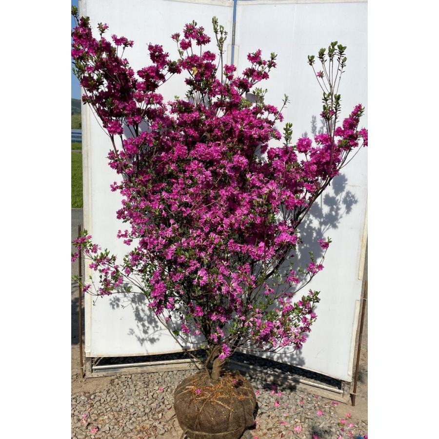 八重咲き久留米ツツジ 胡蝶の舞 紫花 約1.8m 株立ち 現品発送 特大株