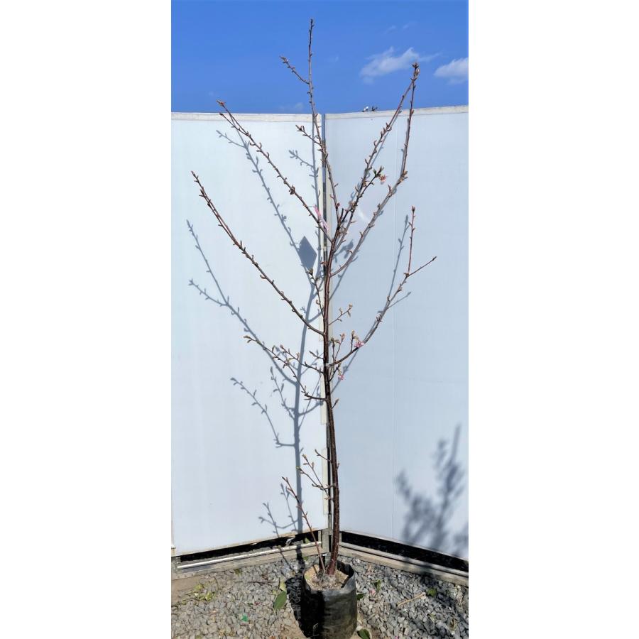 河津桜　約2.4ｍ　現品発送　超特大株　植木苗木　極早咲き品種　ピンクの桜の木　カワヅザクラ　シンボルツリー　送料無料