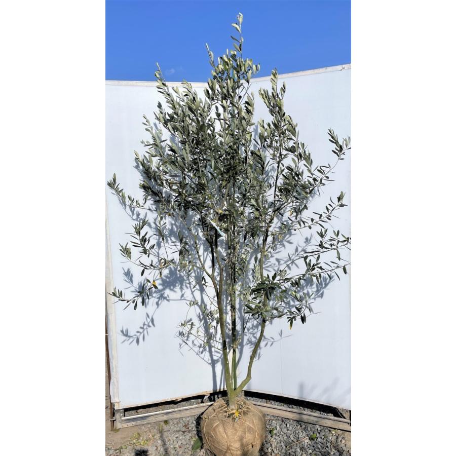 オリーブの木　シプレッシーノ　株立ち　約２m　現品発送　特大株　植木苗木大苗　チプレッシーノ　常緑樹　送料無料     商品情報    シンボルツリーに人気のオリーブ【送料無料でのお届けですので大変お買い得となっております】商品情報人気のオリーブの木の『チプレッシーノ』です直立性があり、他 Q1470364101(13992円)