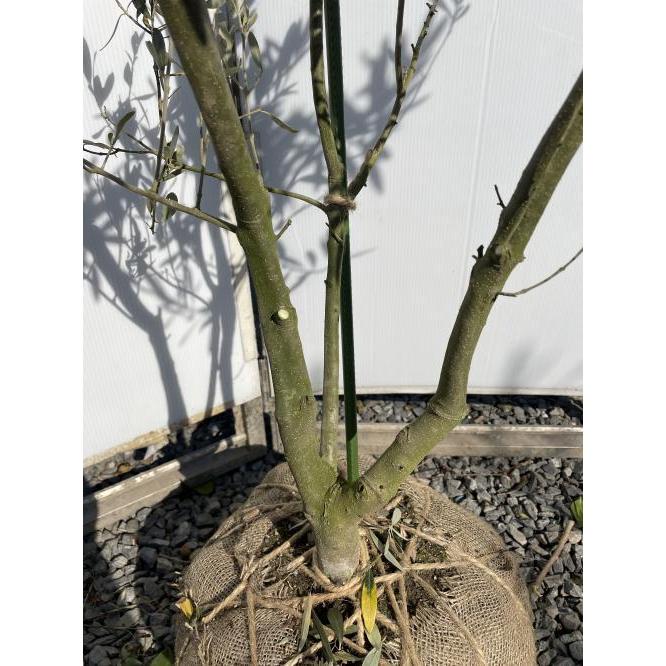 オリーブの木　シプレッシーノ　株立ち　約２m　現品発送　特大株　植木苗木大苗　チプレッシーノ　常緑樹　送料無料     商品情報    シンボルツリーに人気のオリーブ【送料無料でのお届けですので大変お買い得となっております】商品情報人気のオリーブの木の『チプレッシーノ』です直立性があり、他 Q1470364101(13992円)