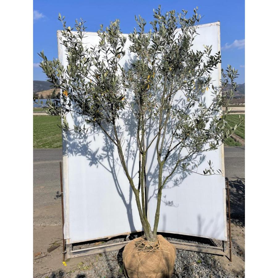 送料別代引不可 オリーブの木 シプレッシーノ 株立ち 約2 1m 現品発送 特大株 植木苗木大苗 チプレッシーノ 常緑樹 送料無料 送料無料送料込み Birds Paradise Birdsfarm Com