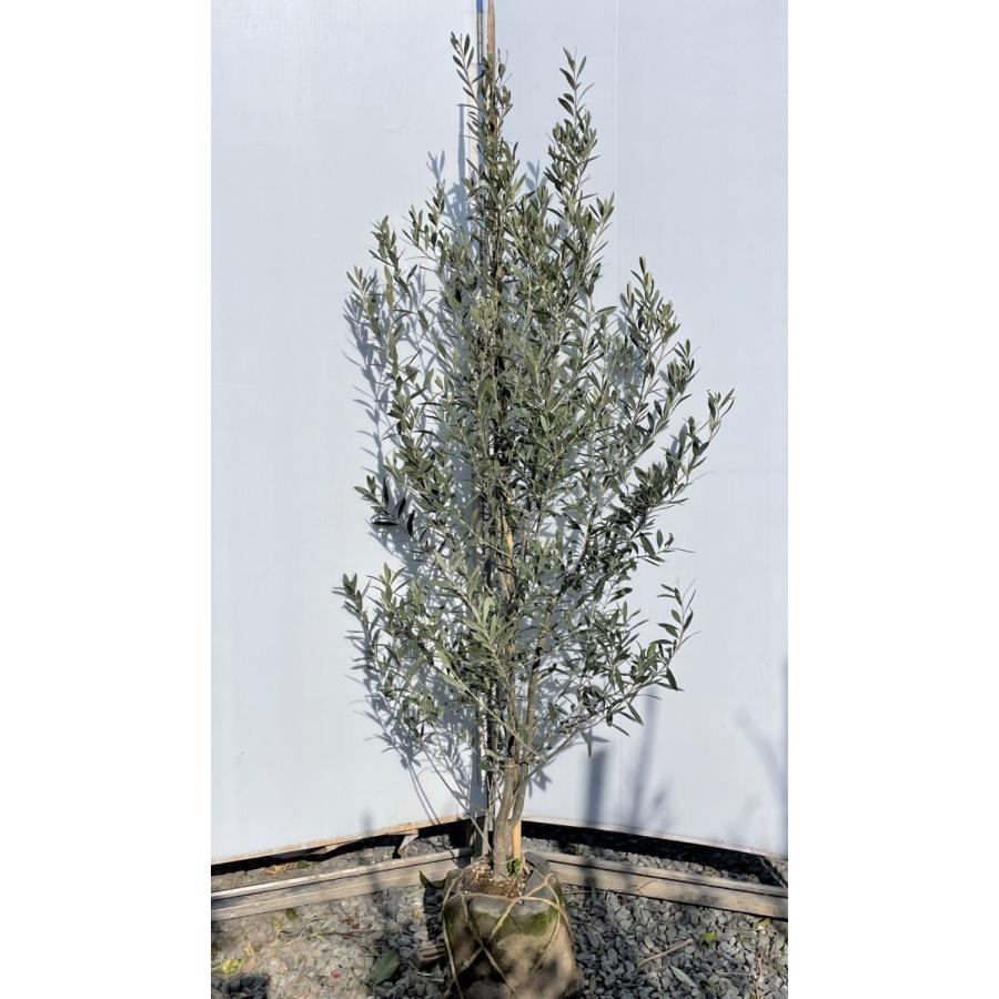 オリーブの木　シプレッシーノ　約1.7m　現品発送　特大植木苗木　チプレッシーノ　チプレシーノ　常緑樹　送料無料