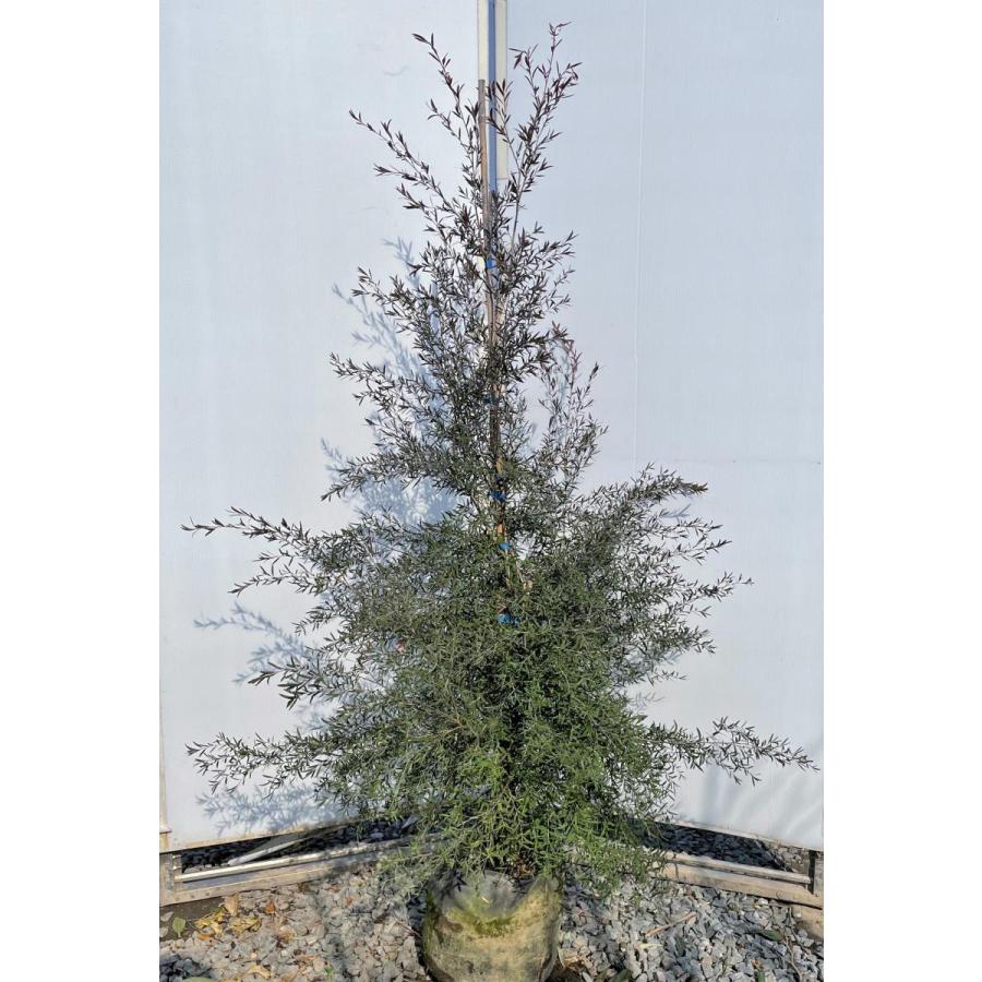 ブラックティーツリー　ボルケーノ　約1.6ｍ　現品発送　１本株　特大植木苗木　常緑樹　レプトスペルマム　メディカルツリー　送料無料